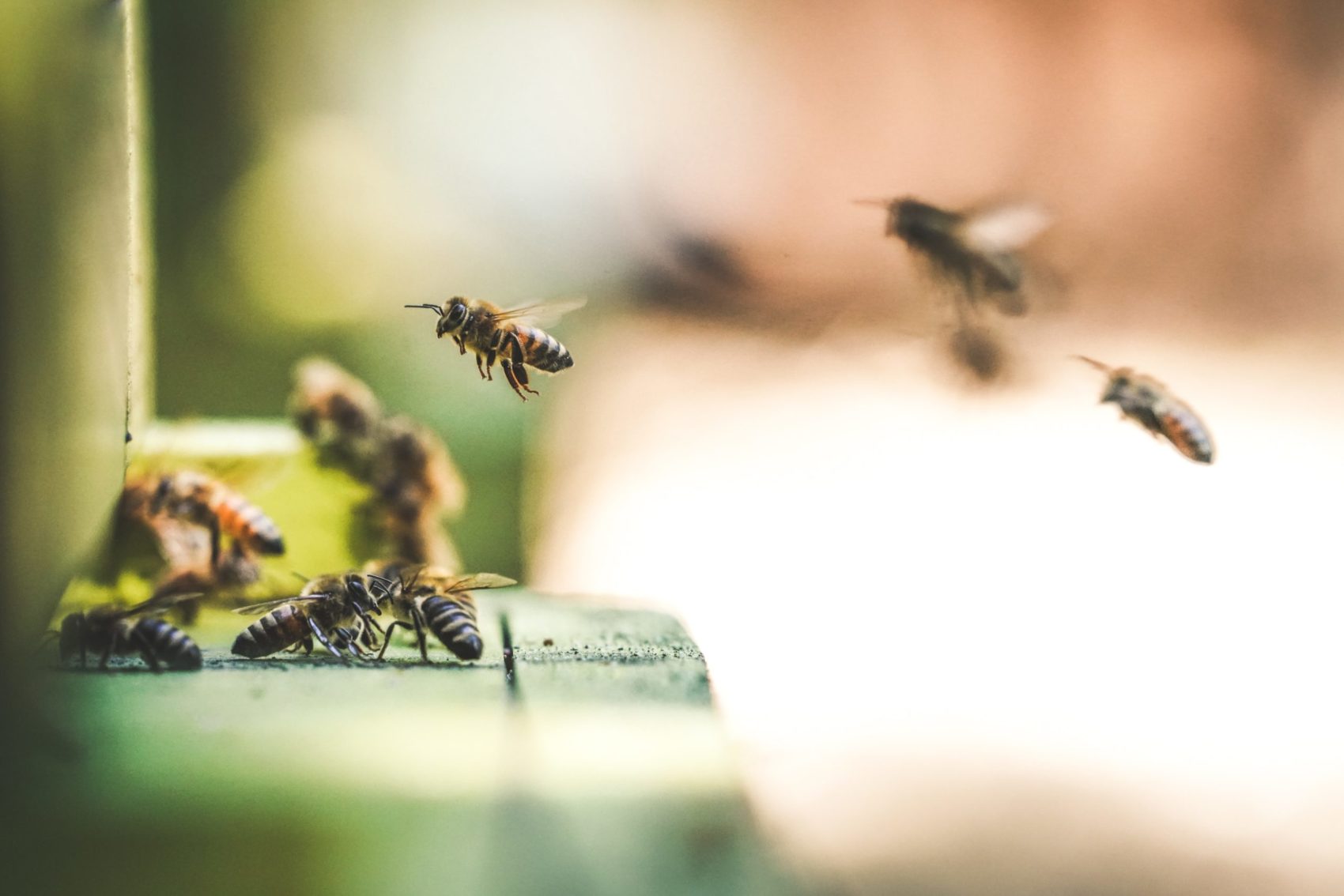 Imkerij BEEing Pure - Boer&Buur met Natuur