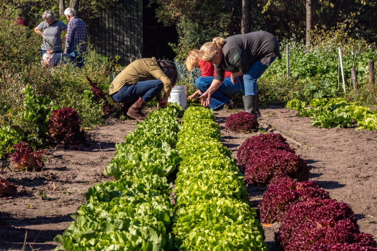 Blije gezichten bij Boer zoekt Buur op ’t Schop