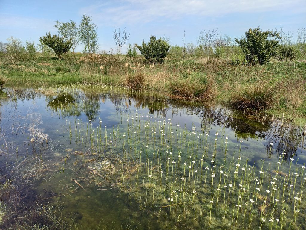 Voedselbos De Parkse Gaard – De Park, Elst, Gelderland