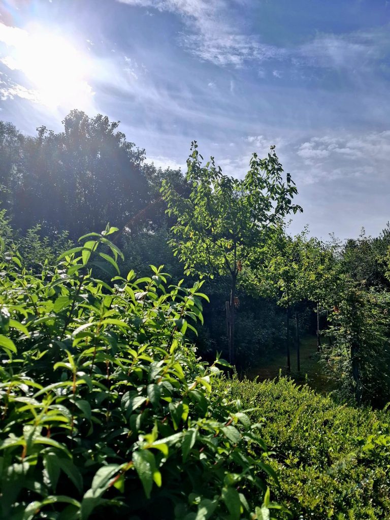 Voedselbos Drenthe