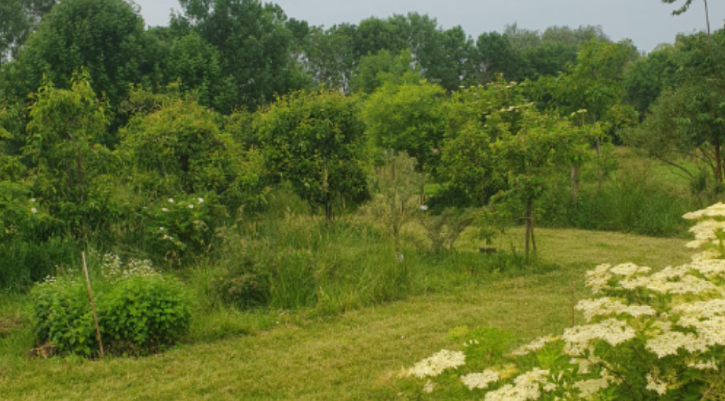 Voedselbos Willeskop (Montfoort)