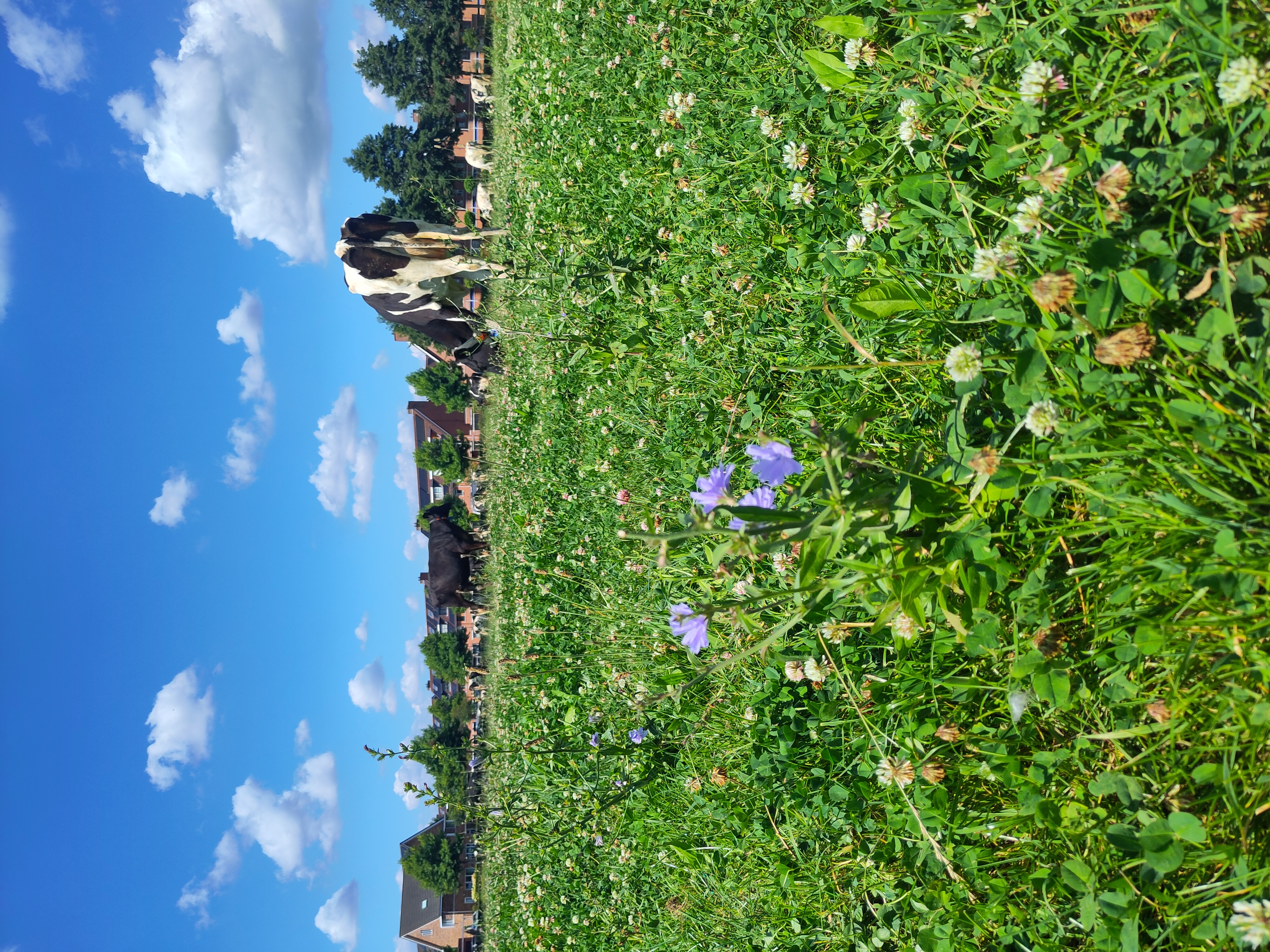 Bloemenweide Boerderij
